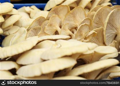 fruiting bodies of golden oyster mushroom, edible gilled fungus.