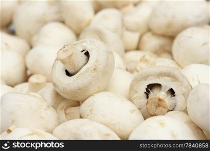 fruiting bodies of white champignon, edible gilled fungus.