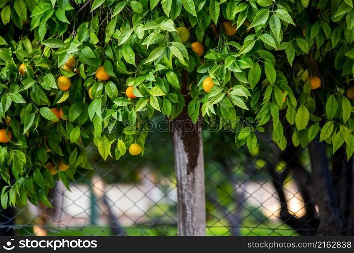 Fruits and leaves of an orange tree