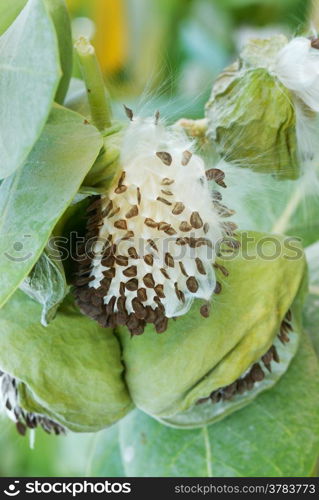 Fruits and Seeds of Apple of Sodom (Calotropis procera)