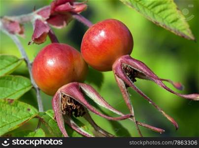 Fruits are ripe rose hips, sunlight
