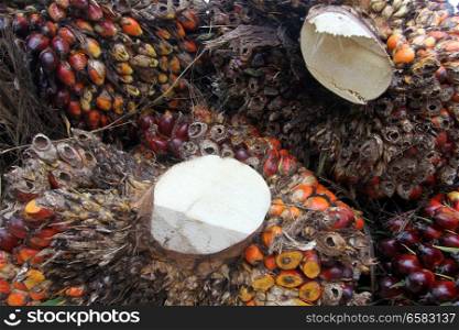 Fruits for the palm tree oil in Malaysia