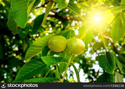 Fruits of a walnut on a branch of a tree in the yellow warm rays of the summer sun