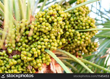 Fruits of green dates grow on a palm tree in the morning light closeup, background in blur with copy space.. Fruits of green dates grow on a palm tree in the morning light close-up.