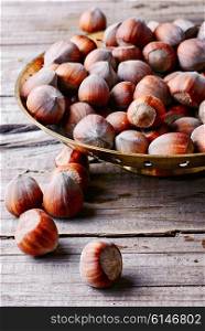 Fruits of hazelnut in the copper bowl and scattered near.. Fruits of hazelnut