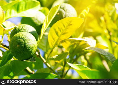 Fruits of lime on a branch. Natural background. Bright sun. Fruits of lime on a branch