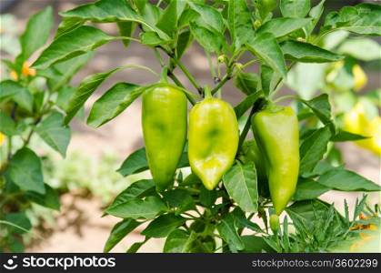 Fruits of pepper on the bush. Cultivation of pepper on a country or a plot
