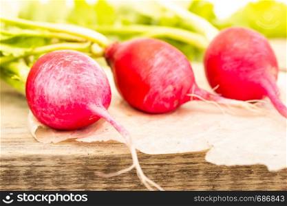 Fruits of red radish on wooden table. Dietary, healthy food. Harvest in garden, cooking salad.