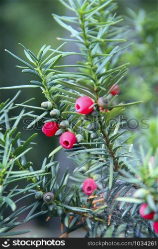 Fruits of Taxus baccata between green branches. Red berries of Taxus baccata hanging on bush. Fruits of Taxus baccata between green branches