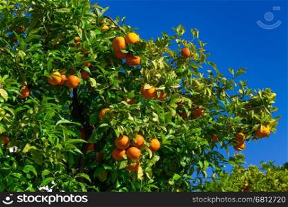 fruits of the tangerine trees. mandarin fruits