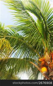 fruits palm tree