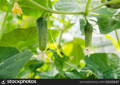 Fruits ripen in the greenhouse cucumbers. the cultivation of cucumbers in a greenhouse or on a country plot