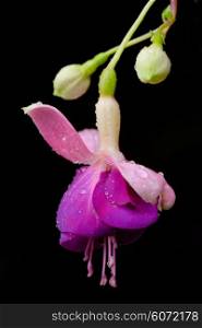 Fuchsia flower or Onagraceae with water drops