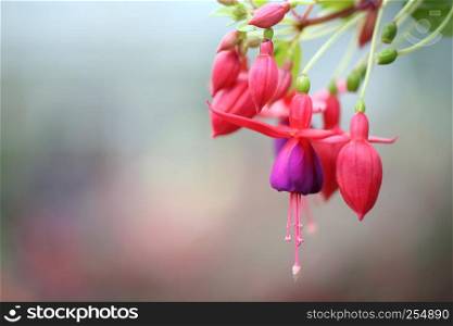 fuchsia flowers in close up