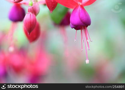 fuchsia flowers in close up