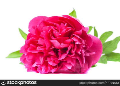 Fuchsia peony flower isolated on white background