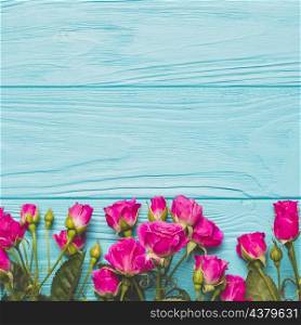 fuchsia roses turquoise background