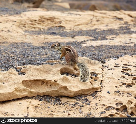 Fuerteventura squirrels at Canary Islands of Spain