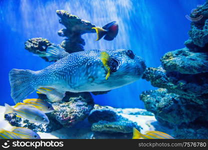 Fugu puffer blowfish fish Arothron Hispidus in aquarium as nature underwater sea life background