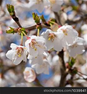 Fuji cherry &rsquo;Kojou-no-mai&rsquo; (Prunus incisa), close up of the flower head