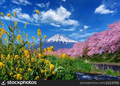 Fuji mountains and cherry blossoms in spring,Shizuoka in Japan.