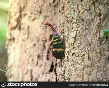 Fulgorid bug (FULGORID PLANTHOPPERS) on tree in Kaeng Krachan National Park, Thailand