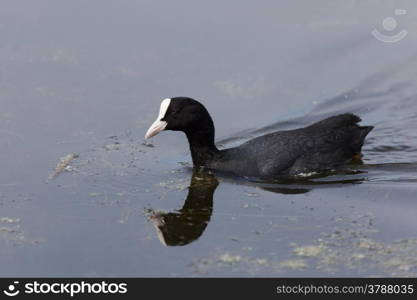 Fulica atra, Baie de Somme, Picardie, France