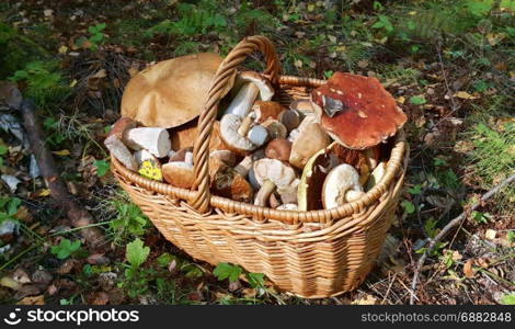 Full basket with edible mushrooms