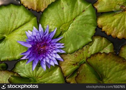 Full bloom blue Water Lily.