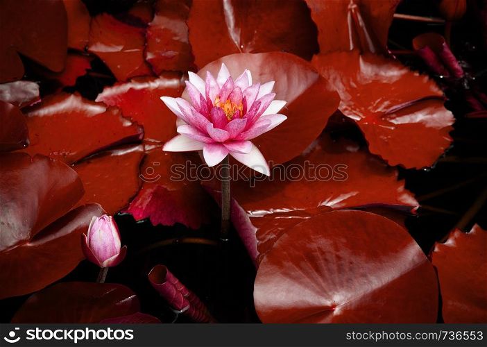 Full bloom Crimpson red water Lily, very red Lotus flower and leaves on black background for desing wallpaper or decoration