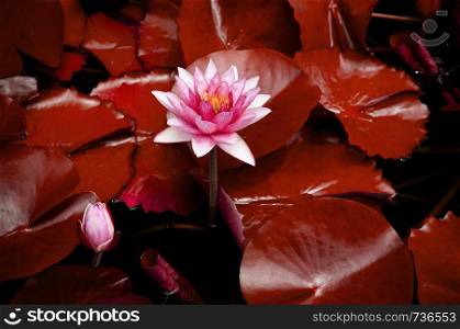 Full bloom Crimpson red water Lily, very red Lotus flower and leaves on black background for desing wallpaper or decoration
