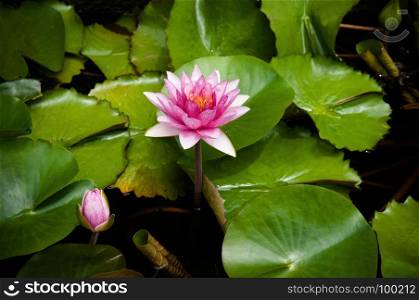 Full bloom pink star water lily.
