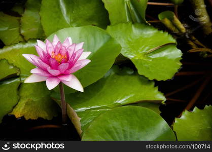 Full bloom pink star water lily.