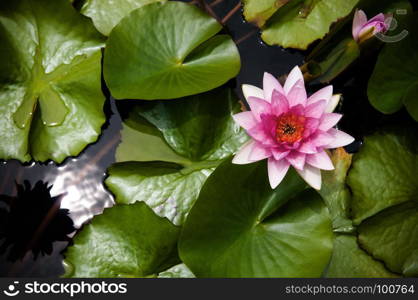 Full bloom pink star water lily.