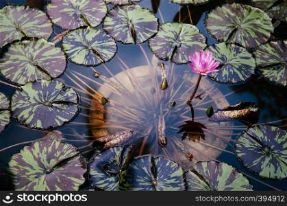 Full bloom pink star water lily with two tone leaves in clear water pond