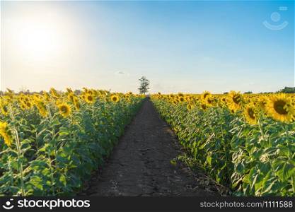 Full bloom sunflower field in travel holidays vacation trip outdoors at natural garden park at noon in summer in Lopburi province, Thailand. Nature landscape background.