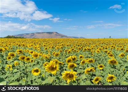 Full bloom sunflower field in travel holidays vacation trip outdoors at natural garden park at noon in summer in Lopburi province, Thailand. Nature landscape background.
