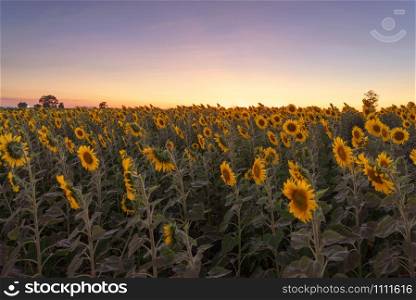 Full bloom sunflower field in travel holidays vacation trip outdoors at natural garden park at sunset in summer in Lopburi province, Thailand. Nature landscape background.