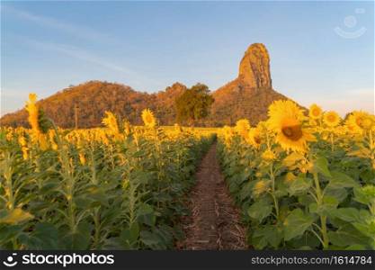 Full bloom sunflower field with mountain in travel holidays vacation trip outdoors at natural garden park in summer in Lopburi province, Thailand. Nature landscape background.
