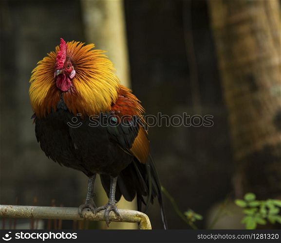 full body of beautiful culor male red jungle fowl
