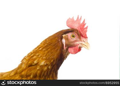 full body of brown chicken hen with eggs isolated white background