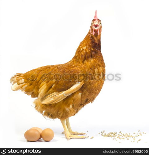 full body of brown chicken hen with eggs isolated white background