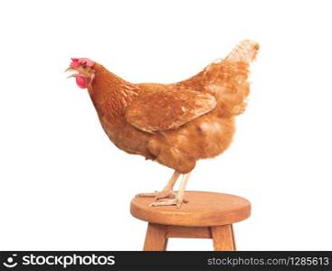 full body of brown chicken standing on wood desk isolated white background