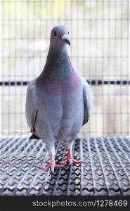 full body of homing pigeon bird in home loft