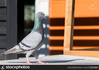 full body of homing pigeon bird on home loft roof