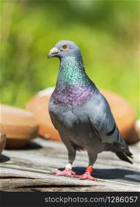 full body of speed racing pigeon bird standing in green garden