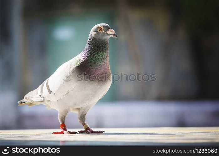 full body of speed racing pigeon standing against blur background