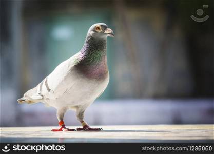 full body of speed racing pigeon standing against blur background