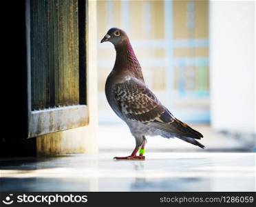 full body speed racing pigeon standing outdoor