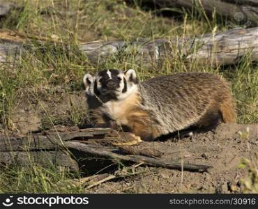Full body view of american badger near burrow with sticks and logs